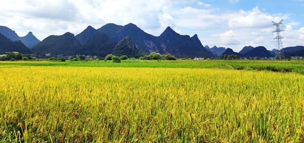 广西灵川县定江镇早稻喜获丰收
